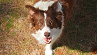 The Stunning Coat Palette of Australian Shepherds A Symphony of Colors [upl. by Adnol]