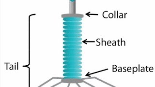 Bacteriophage Structure of Bacteriophage 1st year Biology Biology viruses Bacteriophage virology [upl. by Eisej]