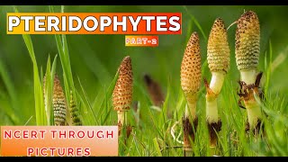 Plant kingdom 07 PTERIDOPHYTES Class11 CBSE NCERT NEET NCERT through pictures Part 2 [upl. by Marinelli]