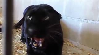 Angry Black Panther in a cage  Wild Animal video [upl. by Wren]