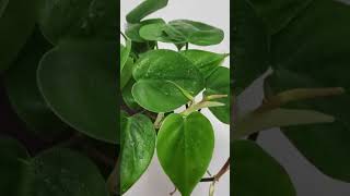 Philodendron care and benefitsplants indoorplants indoorplants shots shorts youtubeshorts [upl. by Goldston]