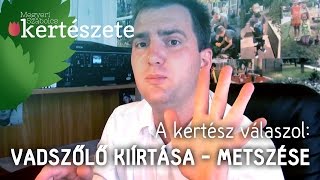 A kertész válaszol Vadszőlő Parthenocissus kiírtása  Vadszőlő metszése [upl. by Annoya]