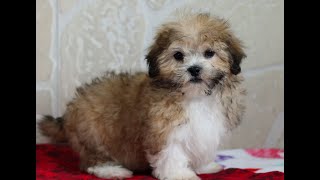 Shichon Puppy for Sale [upl. by Yttocs]