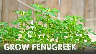 How to Grow Lots of Fenugreek  Methi [upl. by Prichard992]