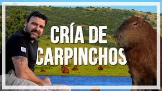 🔹CRÍA de CARPINCHOS especie AUTÓCTONA del Uruguay 🔹programa Contacto🌎🌍 [upl. by Azeret]