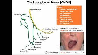 Hypoglossal Nerve  Structure and Physiology [upl. by Acirahs174]