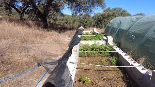 Cuttings propagation looking promising this year [upl. by Beatriz]