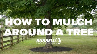 How to Mulch Around a Tree [upl. by Kcirderfla848]