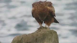 野鳥辞典／鳥の動画／鳶（トビ） Bird kite video [upl. by Gnivri211]