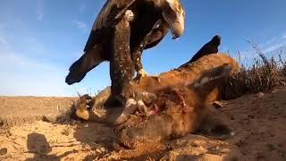 Australian Wedge Tailed Eagle eating a dead Kangaroo [upl. by Tirrej]