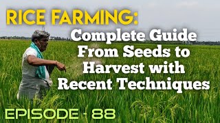 Rice Farming Complete Guide from Seeds to Harvest with Recent Techniques essenceworld [upl. by Fritts383]