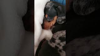 6 week old dapple dachshund puppy calmly sleeping  first days at home dachshund puppy [upl. by Salinas]