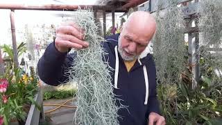 Come coltivare la tillandsia usneoides [upl. by Strage]