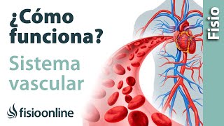 Cómo funcionan las arterias venas y SISTEMA VASCULAR  Qué hace y cómo lo hace [upl. by Kciredes]