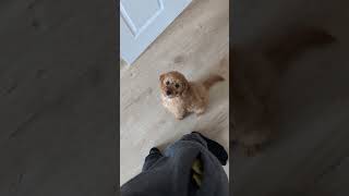 Cavapoo puppy always demanding attention 😄 [upl. by Jules190]