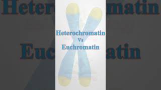 ChromatinHeterochromatinEuchromatin biology science youtubeshorts neetbiology pgtbio csir [upl. by Leggett284]