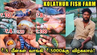 ₹5 முதல் மீன்கள் ₹5000 வரை விற்கலாம்  Kolathur Fish Farm in Chennai  Asias Biggest Fish Market [upl. by Niowtna348]