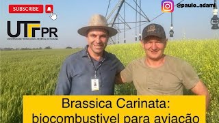 Brassica carinata [upl. by Ri]