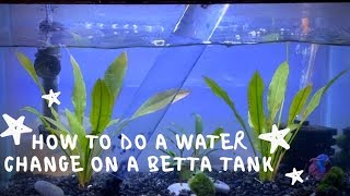 how to do a water change on a betta tank  Blazing Bettas [upl. by Lallage]