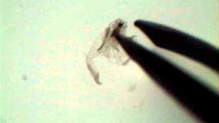 Drosophila Salivary Gland Dissection [upl. by Qulllon]