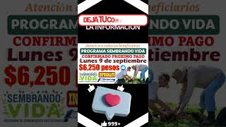 📌🎊¡Confirmado Pago Sembrando Vida 6250 pesos Lunes 9 de septiembre Atento a este pago [upl. by Suzanne]