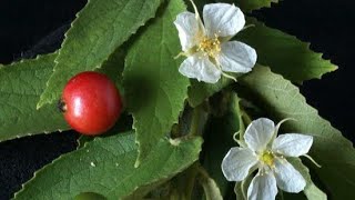 Growing Jamaican cherryIndian cherryStrawberry treeMuntingia Calabura tree n its health benefits [upl. by Bradshaw]