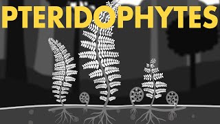 Life cycle of Pteridophytes Class 11 Animation  Plant Kingdom Class 11  NEET Botany [upl. by Aivatnwahs460]