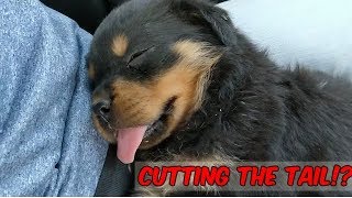 CUTTING DOG TAILS  Rottweiler and Doberman reasons  Wildly Indian [upl. by Rehttam580]