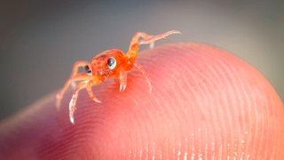 Christmas Island Baby Red Crab Return Dec 2016 [upl. by Baynebridge322]