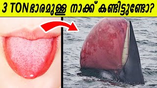 ലോകത്തിലെ ഏറ്റവും വലിയ അവയവം ഇതാണോ🤭🤭മനുഷ്യനേക്കാൾ ബുദ്ധിയുള്ള ജീവികൾ ലോകത്തുണ്ടോ [upl. by Yorick]