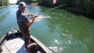 Steelhead Cowlitz River [upl. by Brandon]