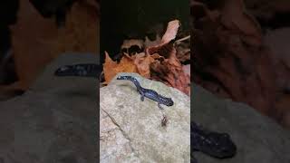 BlueSpotted Salamander Ambystoma laterale Predator Defense [upl. by Feingold]