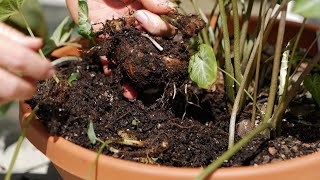 Get It Growing How to harvest caladium bulbs [upl. by Nolyd]