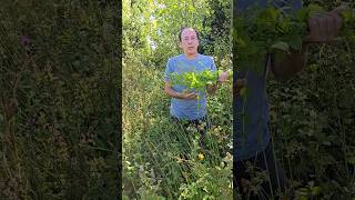 Collecting Wild Mint mentha aquatica herbs foraging nativeplants explore adventure [upl. by Llerat457]