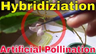 How to do Hybridization between two plants  Artificial Pollination  Koodalu [upl. by Mcculloch870]