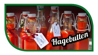 Hagebutten verarbeiten  Hagebuttenmus einmachen einkochen [upl. by Fenton]