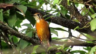 SARANG BURUNG ANIS MERAH DI ALAM [upl. by Maharg298]