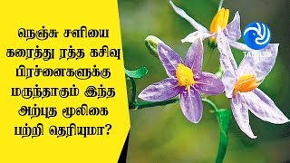 நெஞ்சு சளியை கரைத்து ரத்த கசிவு பிரச்னைகளுக்கு மருந்தாகும் இந்த அற்புத மூலிகை பற்றி தெரியுமா [upl. by Jillane]