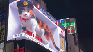 3D calico cat billboard in Shinjuku [upl. by Debra960]