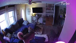 Dog Saves Dog  Furbo Dog Camera [upl. by Alehcim170]