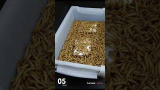 Did you know mealworms eat PLASTIC styrofoam insects timelapse nature mealworms [upl. by Inatsed]