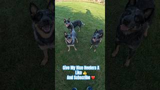 My Blue Heelers  Australian Cattle Dogs Uk  Lady Luna amp bindi shorts [upl. by Yemane267]