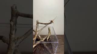 Latrodectus bishopi 📽️  buddhabugs spiders shortsvideos insects [upl. by Zannini13]