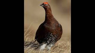 Red Grouse Call [upl. by Anitsrihc]