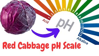 How to Make Red Cabbage Indicator test acids and bases [upl. by Yahc]