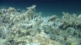 Cold Water Corals [upl. by Olympe]