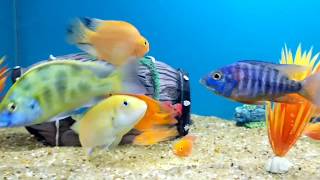 My Cichlid Fish Tank Malawi Cichlids amp Parrot Fish [upl. by Kruse]