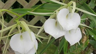 BRASSAVOLA ORCHID GROWING [upl. by Somisareg]