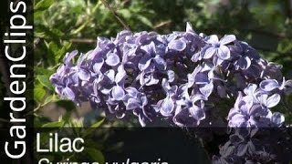 Lilac  Syringa vulgaris  Everything you need to know about Lilacs [upl. by Mccourt649]