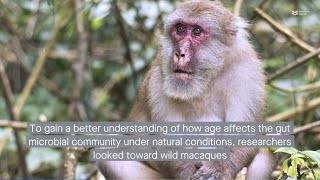 Wild macaque gut microbiota lends insight into effects of age on the human gut microbiome [upl. by Blunt862]